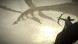 Shadow of the Colossus. В тени колосса [PS4, русская версия] в Сочи